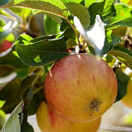 'Winter Gem' Apple Tree Fruit Trees