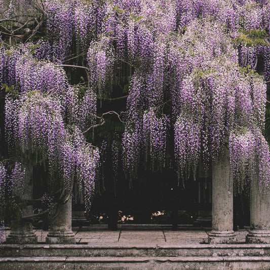 Wisteria floribunda 'Macrobotrys' | Japanese Wisteria | On a 90cm Cane in a 3L Pot Climbing Plants