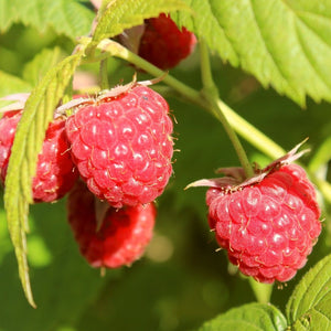 Yummy' Patio Raspberry Plant Soft Fruit