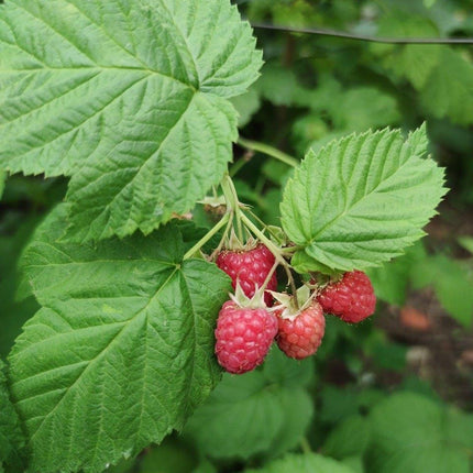 Yummy' Patio Raspberry Plant Soft Fruit